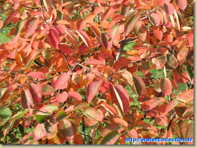 Diapositive suivante